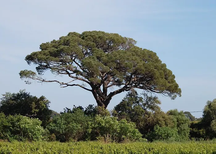 Holiday home Chateau De La Clapiere Hyeres